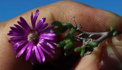 Delosperma pageanum