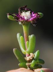 Delosperma pageanum