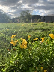 Lotus corniculatus