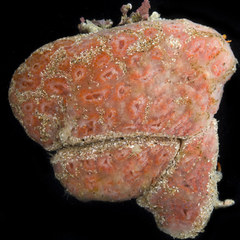 Aplidium solidum