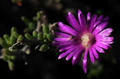 Delosperma pageanum