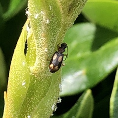 Dromiusina