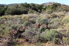 Aloe microstigma microstigma