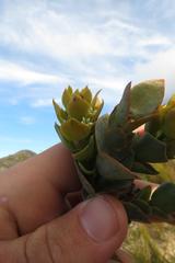 Thesium euphorbioides