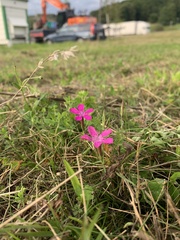 Dianthus deltoides