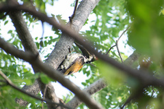 Dinopium benghalense