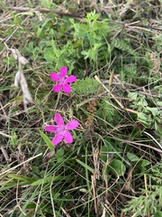 Dianthus deltoides