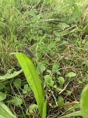 Plantago lanceolata