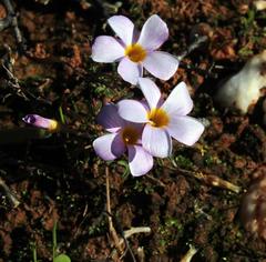 Oxalis ciliaris