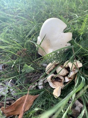 Agaricus