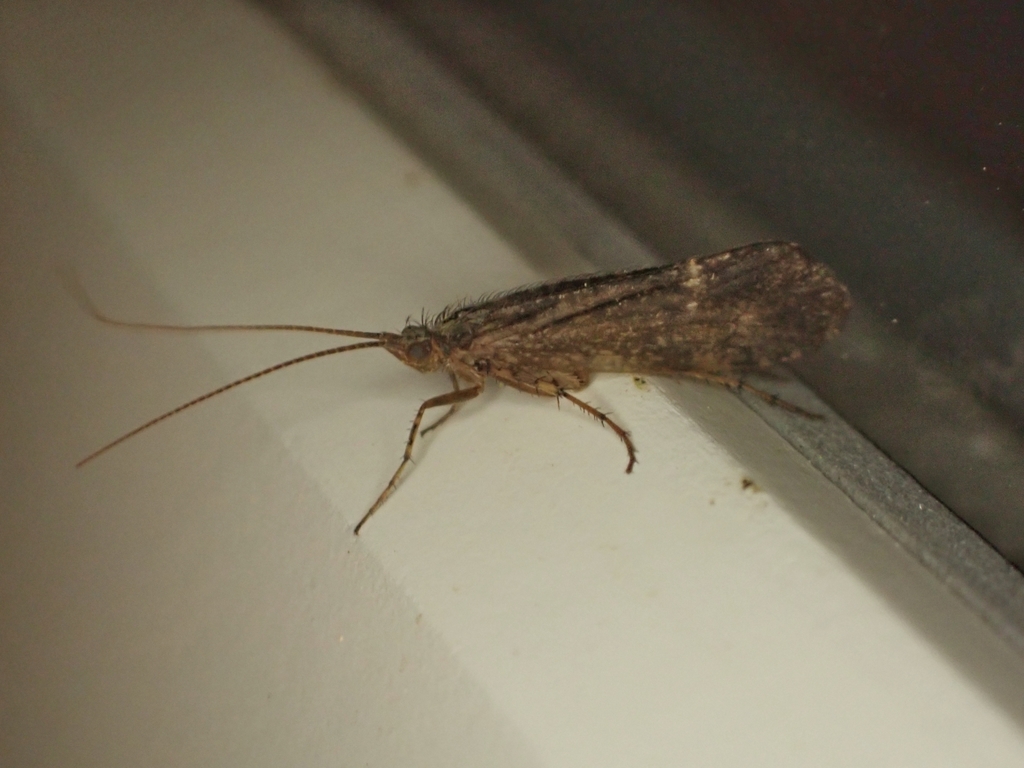 Limnephilus sparsus