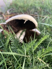 Agaricus