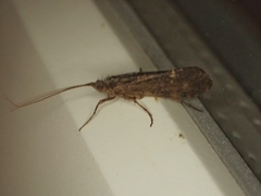 Limnephilus sparsus