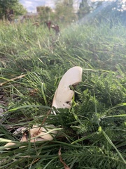 Agaricus