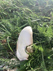 Agaricus
