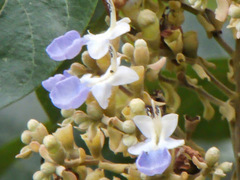 Vitex pinnata
