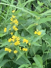 Lysimachia vulgaris