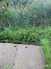 Lysimachia vulgaris