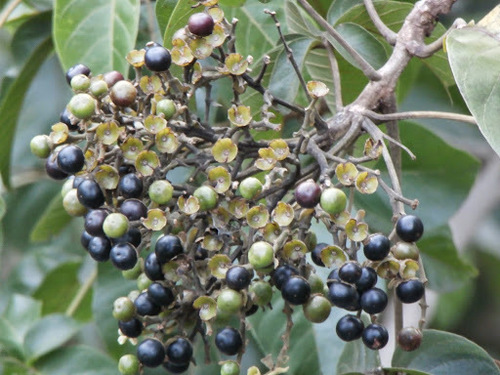 Vitex pinnata