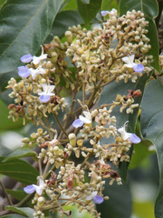 Vitex pinnata