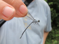 Bayadera brevicauda
