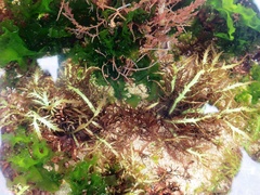 Chondracanthus teedei