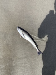 Merluccius productus