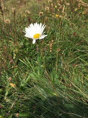 Leucanthemum heterophyllum