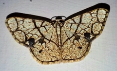 Heterostegane subtessellata