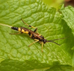 Ichneumon annulatorius
