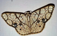 Heterostegane subtessellata