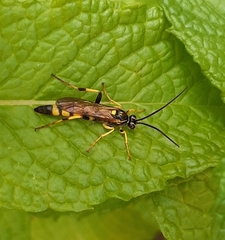 Ichneumon annulatorius