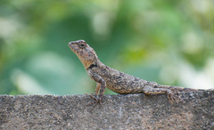 Psammophilus dorsalis