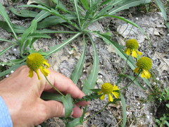 Helenium virginicum