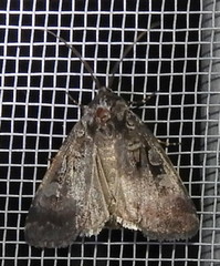 Feltia geniculata