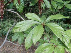 Sterculia stipulata