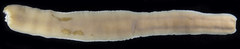 Cerebratulus