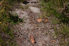 Homoroselaps lacteus