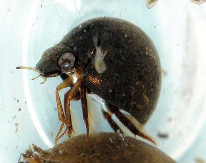 Allocotocerus