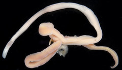 Maculaura