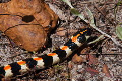 Homoroselaps lacteus