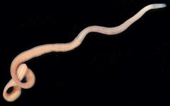 Maculaura
