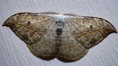 Drepana pallida