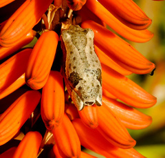 Hyperolius marmoratus marmoratus