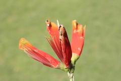 Erythrina acanthocarpa