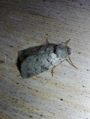 Epipsilia grisescens