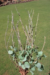 Erythrina acanthocarpa
