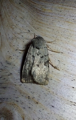 Epipsilia grisescens