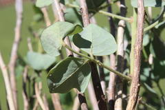 Erythrina acanthocarpa