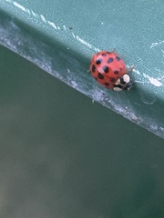 Harmonia axyridis